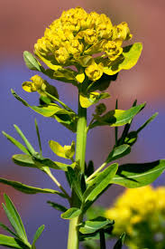 Attēlu rezultāti vaicājumam “Euphorbia palustris flower”