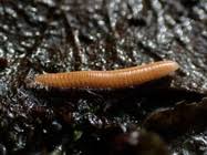 Attēlu rezultāti vaicājumam “Polyzonium germanicum”