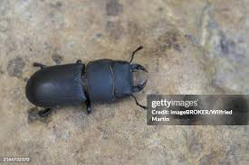 Attēlu rezultāti vaicājumam “Dorcus parallelopipedus”