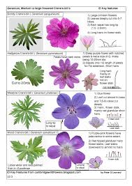 Attēlu rezultāti vaicājumam “Geranium sanguineum leaf”
