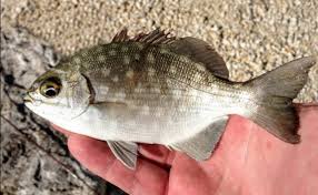 Image result for Kyphosus