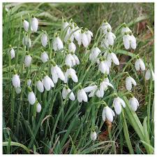 Attēlu rezultāti vaicājumam “Galanthus nivalis”