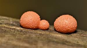 Attēlu rezultāti vaicājumam “Lycogala sp.”