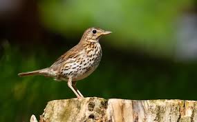Attēlu rezultāti vaicājumam “Turdus philomelos”