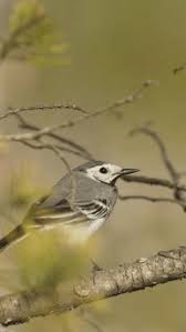 Attēlu rezultāti vaicājumam “Motacillidae”