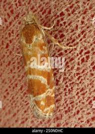 Attēlu rezultāti vaicājumam “Rhyacionia pinicolana”