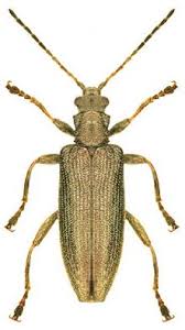 Attēlu rezultāti vaicājumam “Donacia dentata”