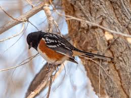 Attēlu rezultāti vaicājumam “Rhopalus maculatus imago”