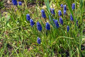 Attēlu rezultāti vaicājumam “Muscari neglectum”