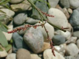 Attēlu rezultāti vaicājumam “Rumex acetosella flower”