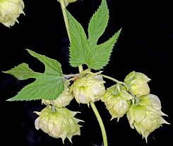 Attēlu rezultāti vaicājumam “Humulus lupulus”