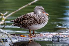 Attēlu rezultāti vaicājumam “Anseriformes”