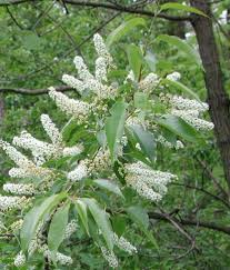 Attēlu rezultāti vaicājumam “Prunus serotina flower”
