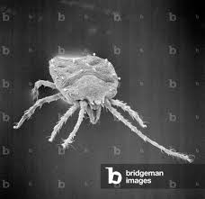 Attēlu rezultāti vaicājumam “Bryobia praetiosa”