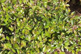 Attēlu rezultāti vaicājumam “Cotoneaster divaricatus”