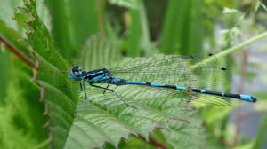 Attēlu rezultāti vaicājumam “Coenagrion pulchellum male”