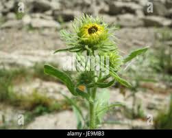 Attēlu rezultāti vaicājumam “Inula britannica flower”