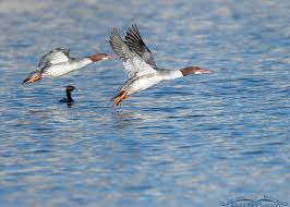 Attēlu rezultāti vaicājumam “Mergus merganser juvenile”