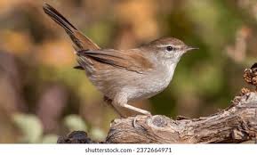 Image result for Cettia cetti