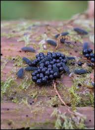 Attēlu rezultāti vaicājumam “Collaria arcyrionema”