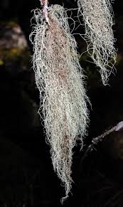 Attēlu rezultāti vaicājumam “Usnea filipendula”