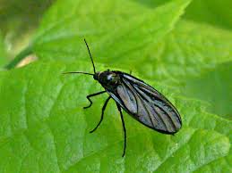 Attēlu rezultāti vaicājumam “Sciaridae”