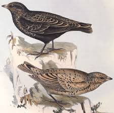 Image result for Melanocorypha yeltoniensis