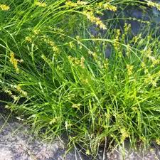 Attēlu rezultāti vaicājumam “Carex spicata”
