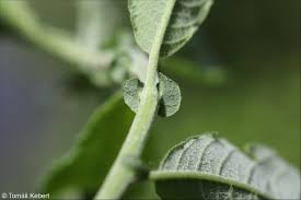 Attēlu rezultāti vaicājumam “Salix aurita leaf”