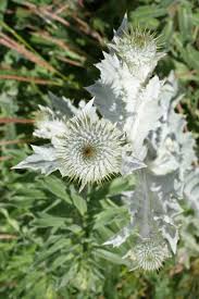 Image result for Onopordum acanthium