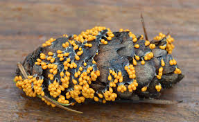 Attēlu rezultāti vaicājumam “Leocarpus fragilis spores”