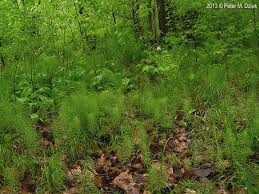 Attēlu rezultāti vaicājumam “Equisetum pratense”