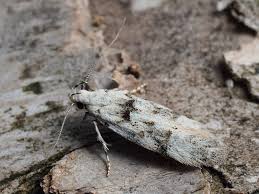 Attēlu rezultāti vaicājumam “Carpatolechia alburnella”