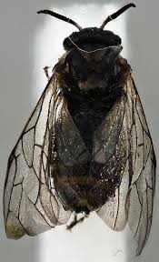 Attēlu rezultāti vaicājumam “Gilpinia”