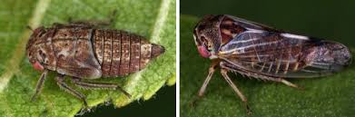 Attēlu rezultāti vaicājumam “Oncopsis sp.”