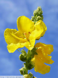 Image result for Verbascum densiflorum