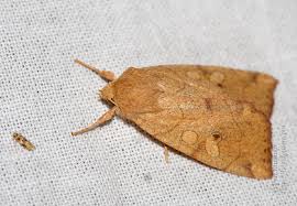 Attēlu rezultāti vaicājumam “Enargia paleacea”