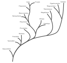 Image result for Evolution Stammbaum