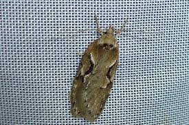 Attēlu rezultāti vaicājumam “Semioscopis steinkellneriana”