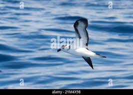 Image result for Pterodroma hasitata