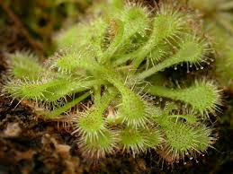 Attēlu rezultāti vaicājumam “Droseraceae”