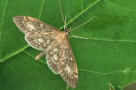 Attēlu rezultāti vaicājumam “Anania lancealis”