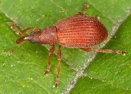 Attēlu rezultāti vaicājumam “Apion sp.”