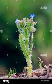 Attēlu rezultāti vaicājumam “Myosotis stricta”