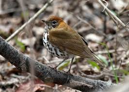 Image result for Hylocichla mustelina