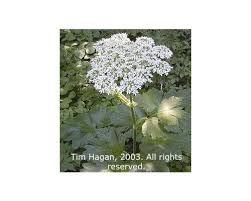 Attēlu rezultāti vaicājumam “Heracleum”