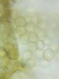 Attēlu rezultāti vaicājumam “Dictydiaethalium plumbeum”