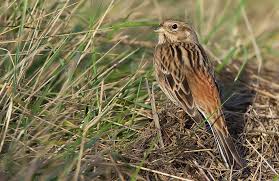 Image result for Emberiza leucocephalos