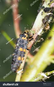 Attēlu rezultāti vaicājumam “Coccinella septempunctata larva”