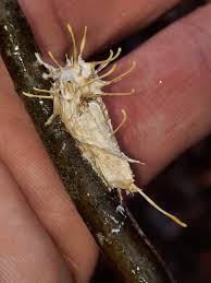 Attēlu rezultāti vaicājumam “Akanthomyces aculeatus”